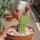 Chamaecereus silvestrii-Hybr. Unikum