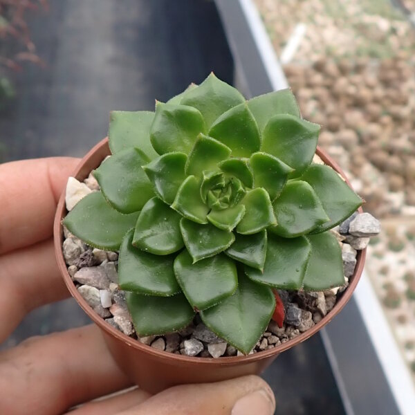 Sedeveria letizia