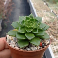 Sedeveria letizia