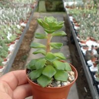 Sedeveria letizia