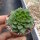 Sedeveria letizia