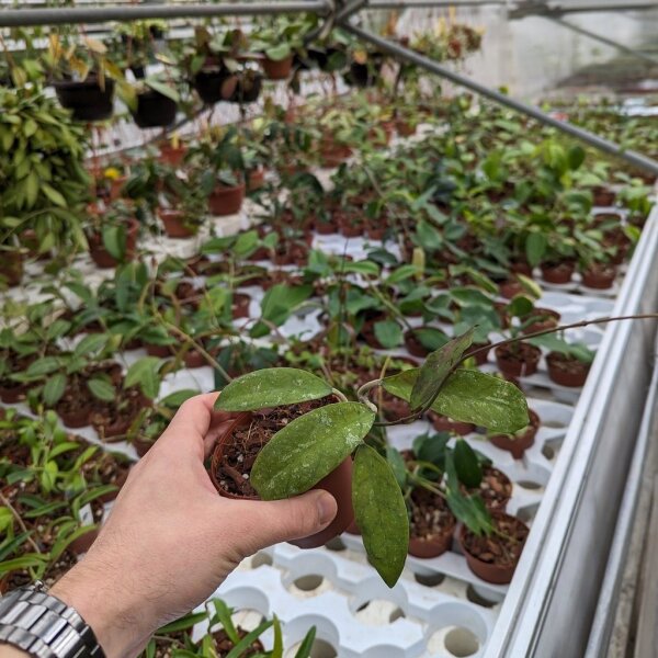 Hoya corneri