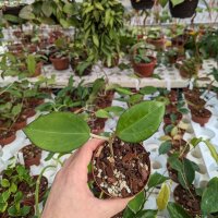 Hoya icensis 023