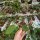 Hoya icensis 023