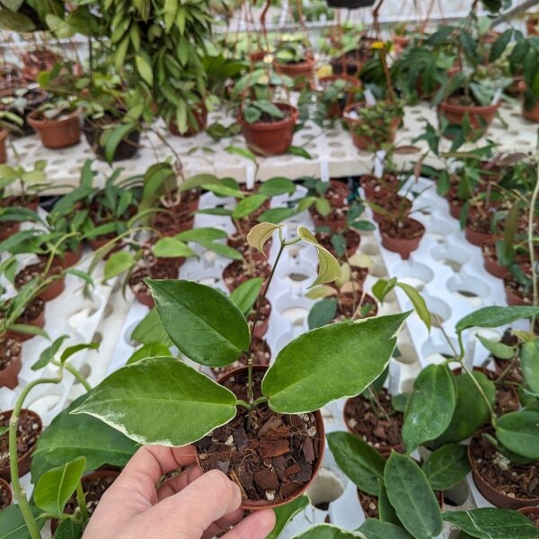 Hoya kenejiana albomarginata