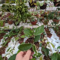 Hoya kenejiana albomarginata
