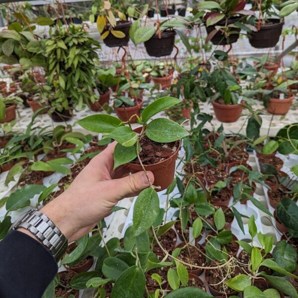 Hoya limoniaca