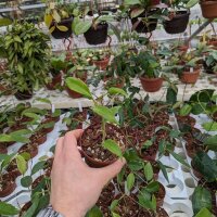 Hoya limoniaca