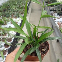Dischidia parasitica