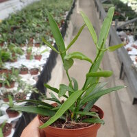 Dischidia parasitica