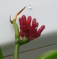 Dischidia parasitica