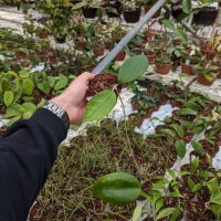 Hoya sp. UT 163
