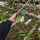 Hoya sp. UT 163