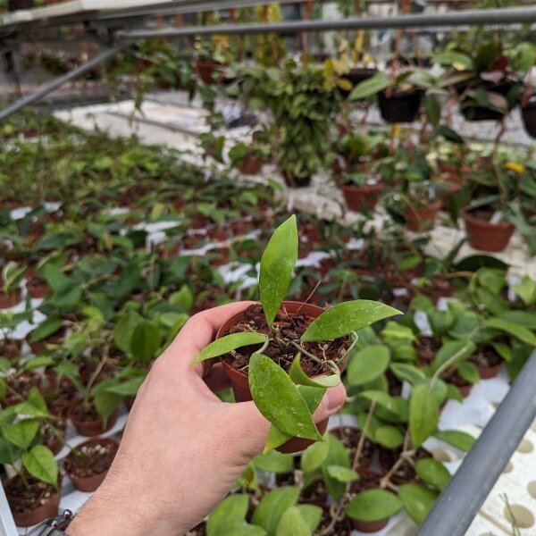 Hoya sp. Haraku GPS 3759