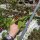 Hoya sp. Haraku GPS 3759