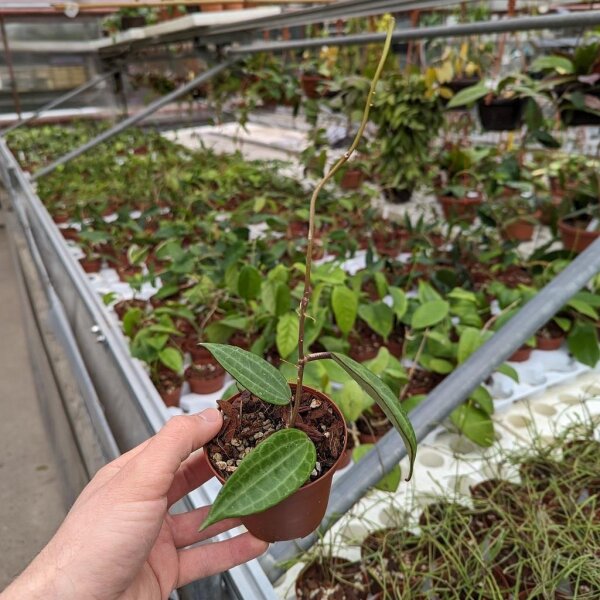 Hoya tjadasmalangensis