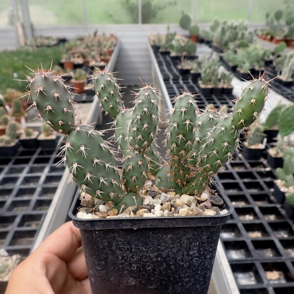 Opuntia fragilis cv. Dunkle Triebe Boulder, Utah, USA, 2000 m (dw)