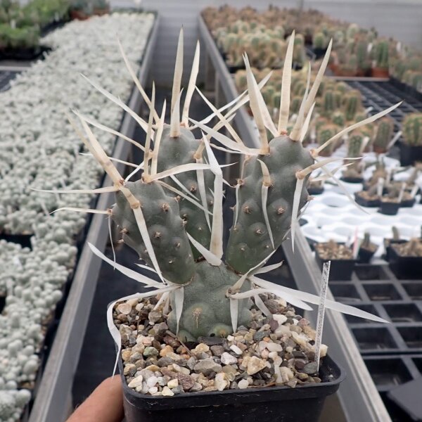 Tephrocactus articulatus v. papyracanthus (dw)