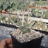 Tephrocactus articulatus v. papyracanthus (dw)