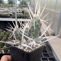 Tephrocactus articulatus v. papyracanthus (dw)