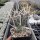 Tephrocactus articulatus v. papyracanthus (dw)