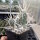 Tephrocactus articulatus v. papyracanthus (dw)