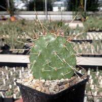 Opuntia polyacantha-Hybr. La Sal Mts. Utah 2450m