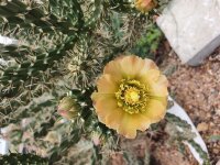 Cylindropuntia x viridiflora cv. Bernstein (dw)