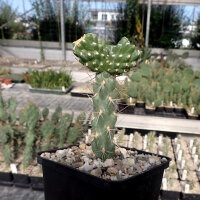 Cylindropuntia x viridiflora cv. Bernstein (dw)