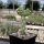 Cylindropuntia x viridiflora cv. Bernstein (dw)