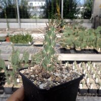 Cylindropuntia whipplei spec. Red Cloud Coconino Co. AZ...