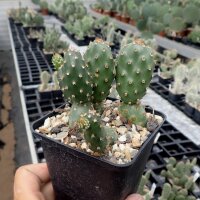 Opuntia fragilis Hall Co. Nebraska /3201 (dw)