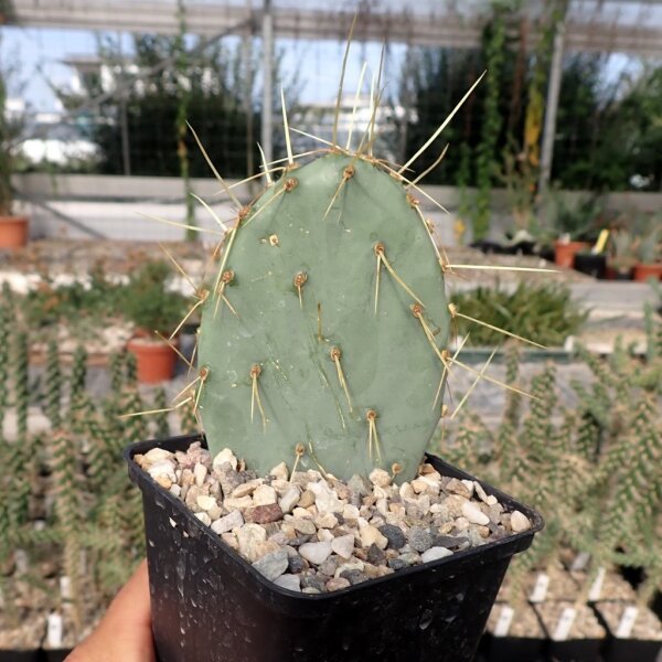 Opuntia chisoensis