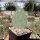 Opuntia chisoensis