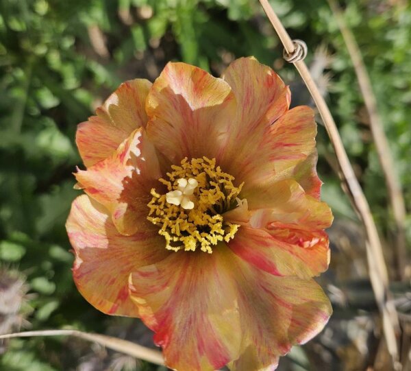 Cylindropuntia acanthocarpa cv. Parrot