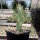 Cylindropuntia acanthocarpa cv. Parrot