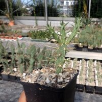 Cylindropuntia davisii cv. Golden Lion