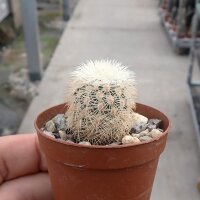 Echinocereus dasyacanthus ssp.felixianus