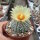 Astrophytum asterias cv. Super Kabuto Star Type