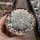 Astrophytum asterias cv. Super Kabuto Star Type