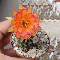 Lobivia-Hybr. Mixed Colours