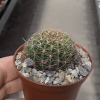 Lobivia-Hybr. Mixed Colours