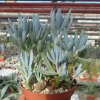 Senecio cv. Azul