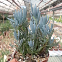 Senecio cv. Azul