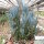Senecio cv. Azul