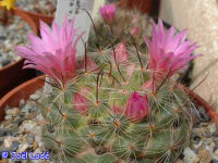 Mammillaria longiflora f. stampferi El Salto, Durango, MEX