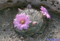 Mammillaria longiflora f. stampferi El Salto, Durango, MEX