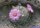 Mammillaria longiflora f. stampferi El Salto, Durango, MEX