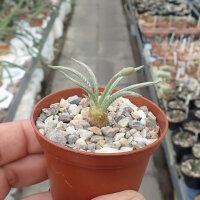 Avonia quinaria subs. alstonii CITES