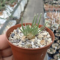Avonia quinaria subs. alstonii CITES